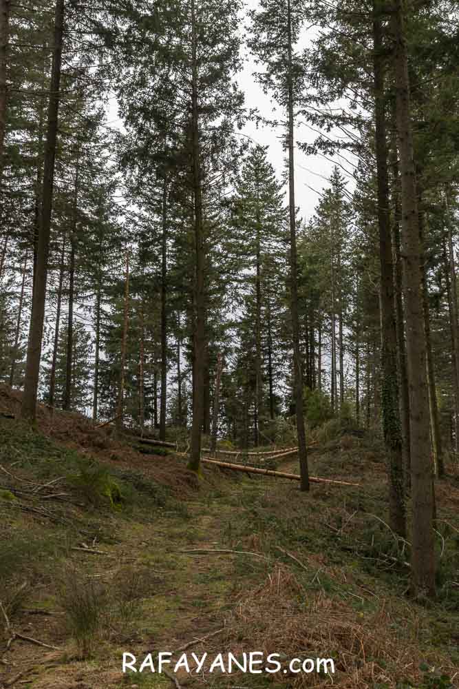 Ruta: Turó del Faig Verd (1187 m.) Ruta: Turó del Faig Verd (1187 m.)