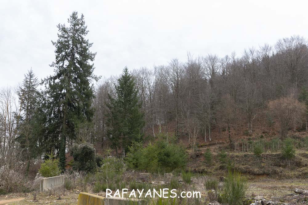 Ruta: Turó del Faig Verd (1187 m.) Ruta: Turó del Faig Verd (1187 m.)