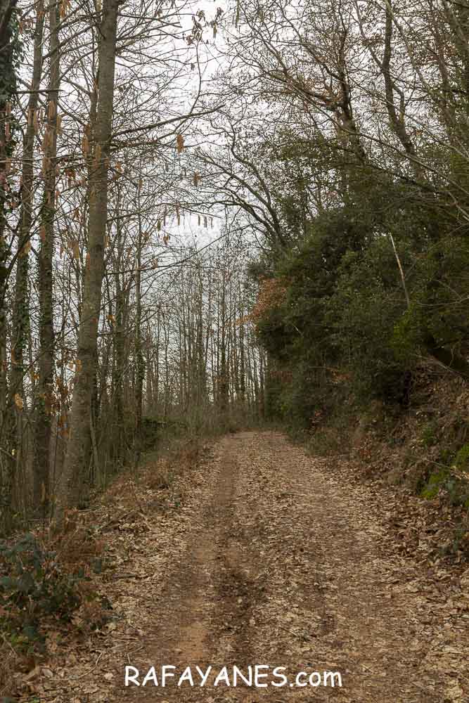 Ruta: Turó del Faig Verd (1187 m.) Ruta: Turó del Faig Verd (1187 m.)