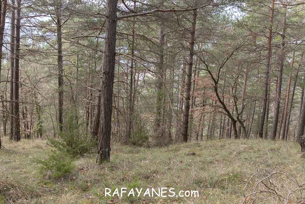 Ruta: Puig de la Batalla (1052 m.) Ruta: Puig de la Batalla (1052 m.)