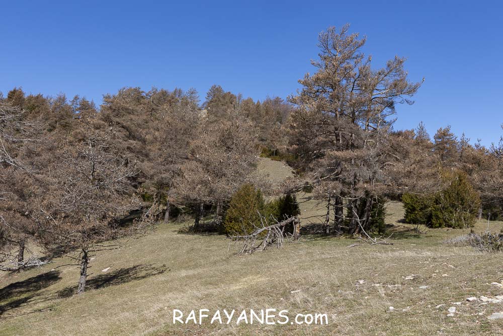 Ruta: El Pedró (1764 m.) Ruta: El Pedró (1764 m.)