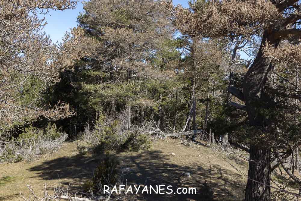 Ruta: El Pedró (1764 m.) Ruta: El Pedró (1764 m.)