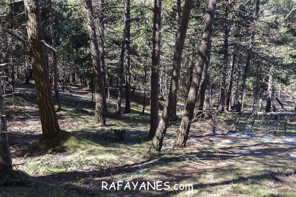 Ruta: El Pedró (1764 m.) Ruta: El Pedró (1764 m.)