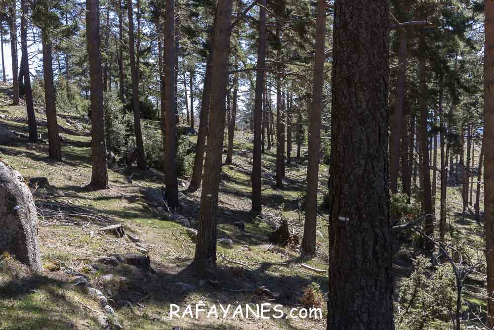 Ruta: El Pedró (1764 m.) Ruta: El Pedró (1764 m.)